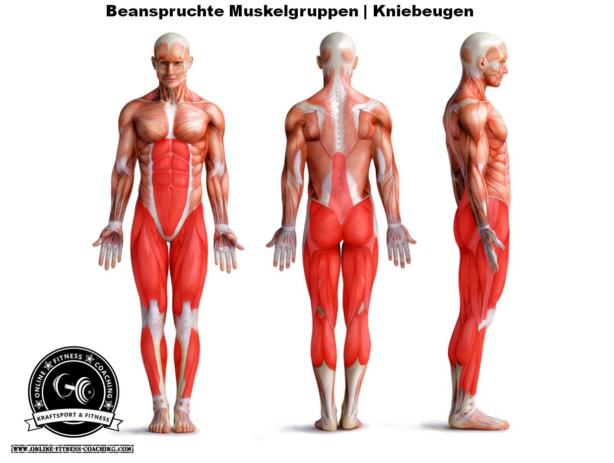 Kniebeugen Muskelgruppen