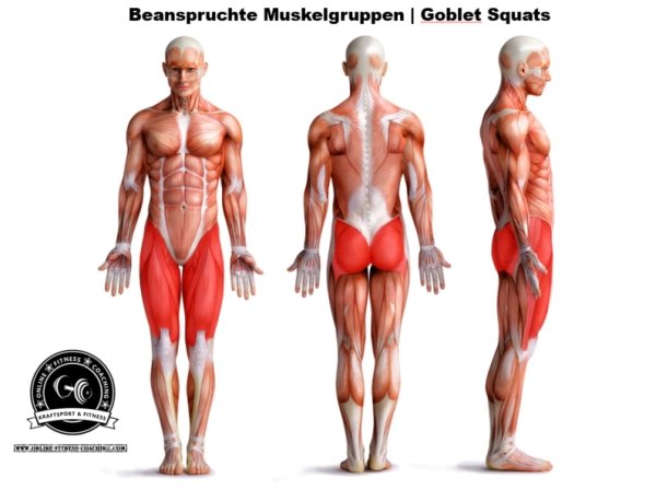 Muskelgruppen Goblet Squat