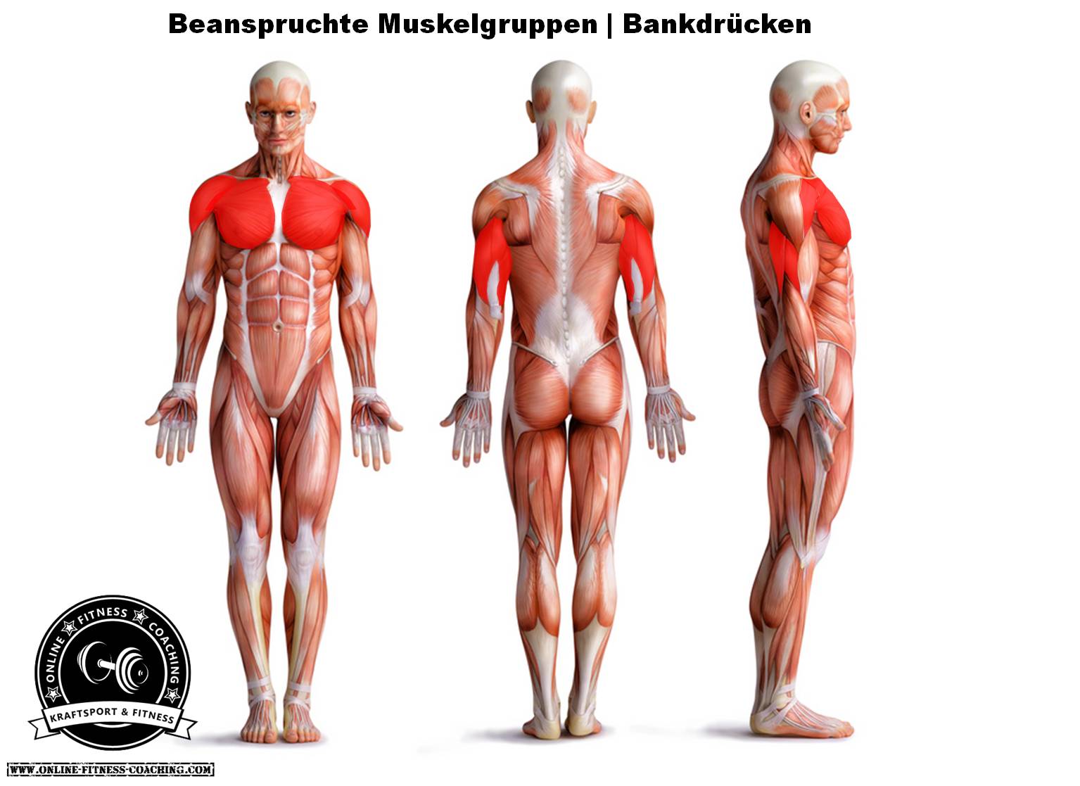 Bankdrücken Muskelgruppen