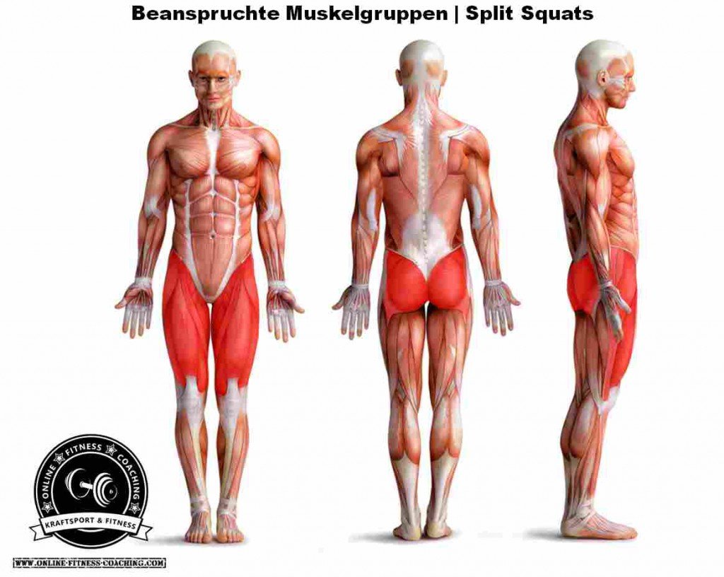 Split Squats Muskelgruppen