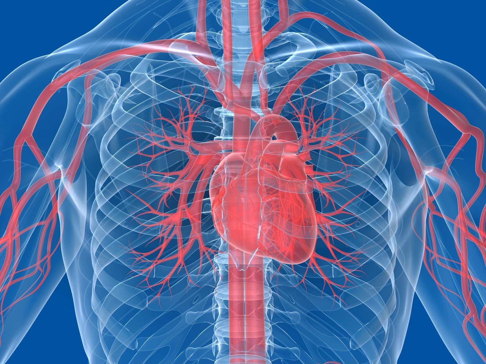 Macht Cholesterin glücklich? Der Einfluss von Testosteron und Cholesterin