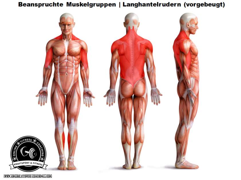 Muskeln t bar rudern Rudergriff T