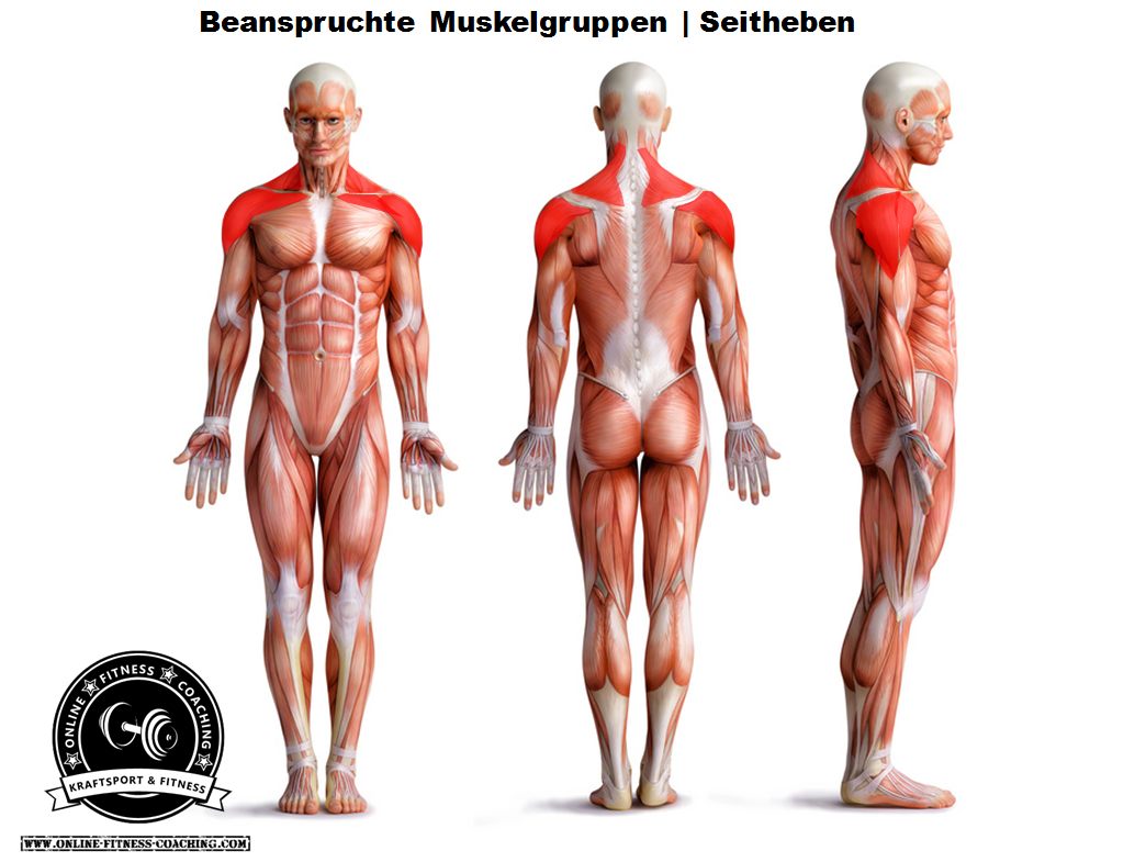 Seitheben Muskelgruppen