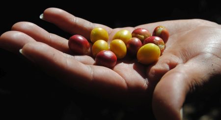 Koffeingehalt von Kaffee