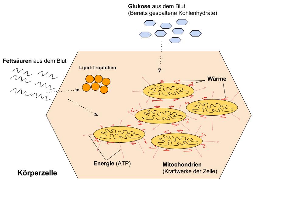 Stoffwechsel beschleunigen Mitochondrium