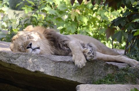 Regeneration und Schlaf