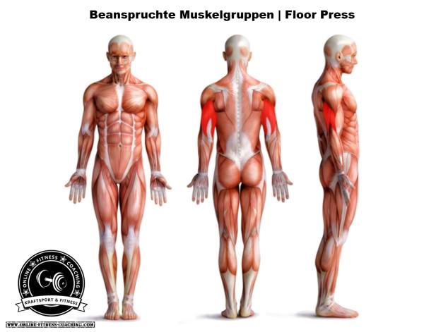 Floor Press Muskelgruppen