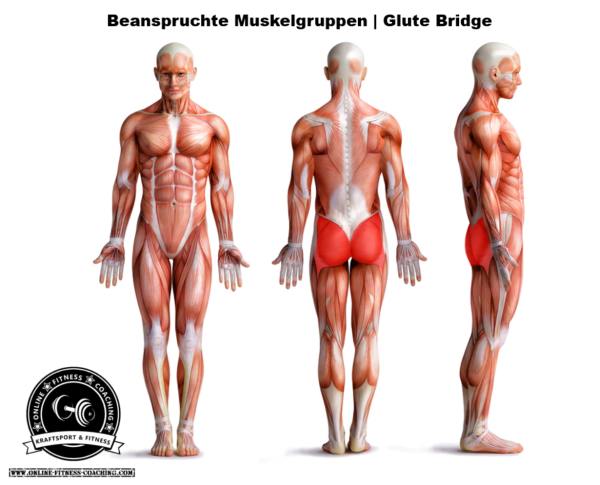 Glute Bridge Muskelgruppen Beckenheben