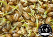 Sind Weizenkeime gesund?