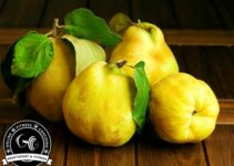 Sind Quitten gesund?